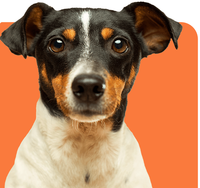 Dog 1