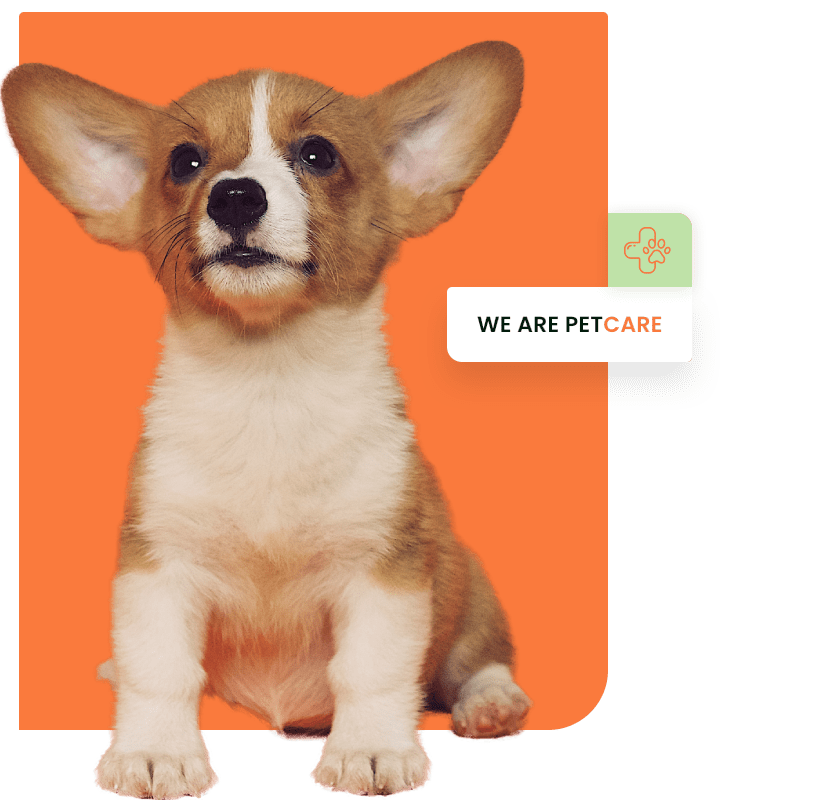 Dog care